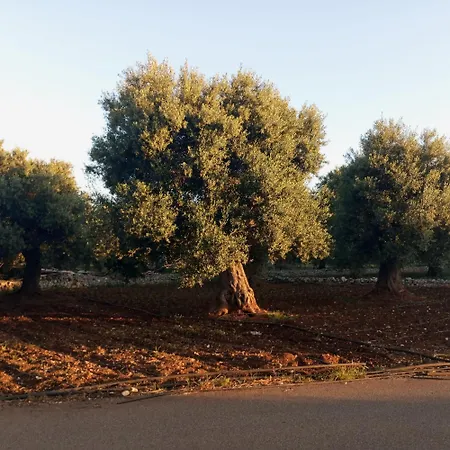 فندق مبيت وإفطار La Finestra Sugli Ulivi